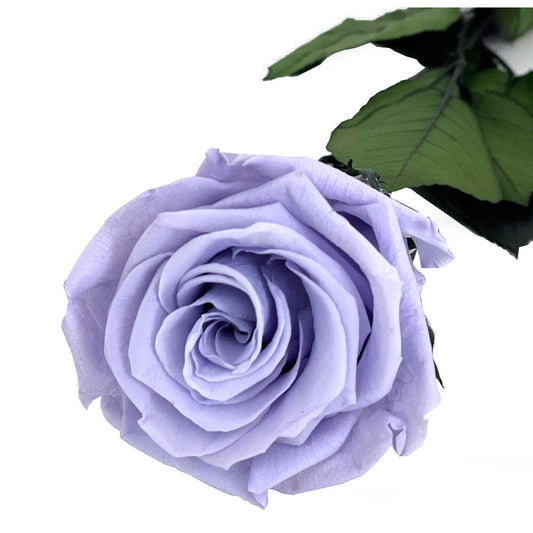Mundo Eterno Rosa Preservada Lavanda 35cm_0