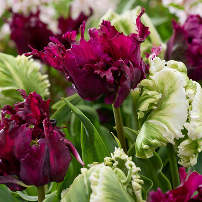 Bulbos De Tulipán - 14 Pzs - Tulipa 'parrot Negrita' - Bulbos De Flores