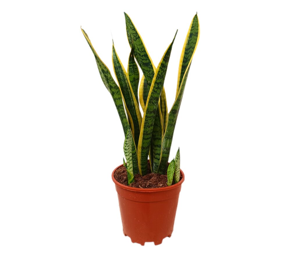Sansevieria Laurentii M15 35-40cm