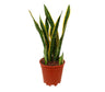 Sansevieria Laurentii M15 35-40cm