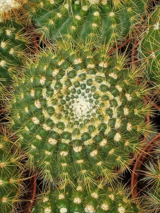 Planta Cactus Parodia Concinna Cactus_0