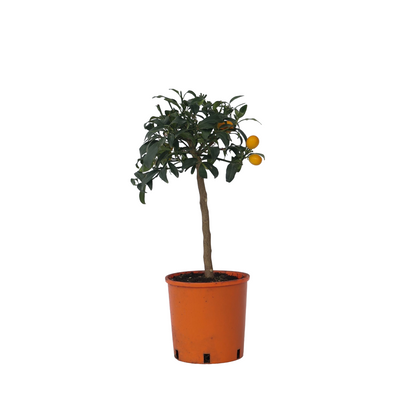 Naranjo Enano - 2 Pzs - Citrus Microcarpa 'kumquat' - Altura 50-60cm - ⌀19cm_0