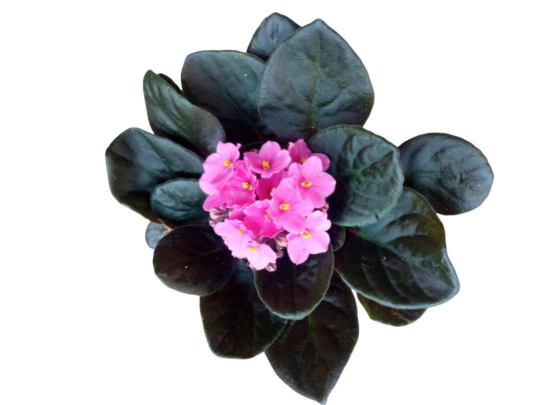 Violeta Africana Saint Paula Color Surtido Ø12_0