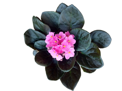 Violeta Africana Saint Paula Color Surtido Ø12_0