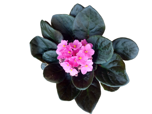 Violeta Africana Saint Paula Color Surtido Ø12_0