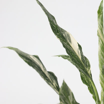 Flor De La Paz - Spathiphyllum 'diamond' - Altura 40-50cm - ⌀12cm