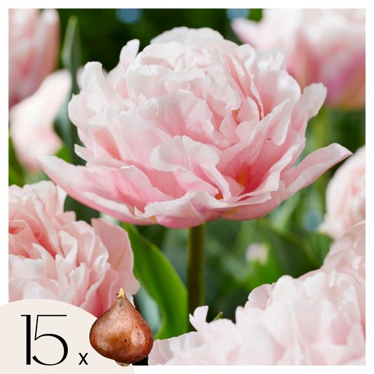 Bulbos De Tulipán - 15 Pzs - Tulipa 'dreamer' - Bulbos De Flores - Rosa_0