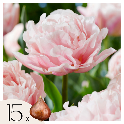 Bulbos De Tulipán - 15 Pzs - Tulipa 'dreamer' - Bulbos De Flores - Rosa_0
