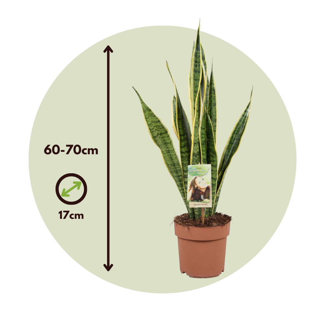 Lengua De Suegra - Sansevieria Laurentii Incluye Cesta - Altura 60-70cm - ⌀17cm_2