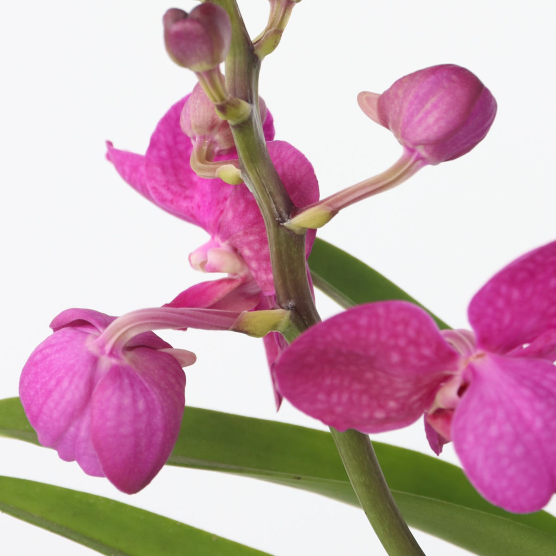Orquídea Vanda - Vanda 'pink' - Altura 45-55cm