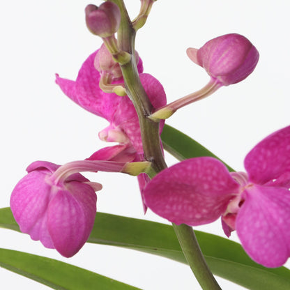Orquídea Vanda - Vanda 'pink' - Altura 45-55cm