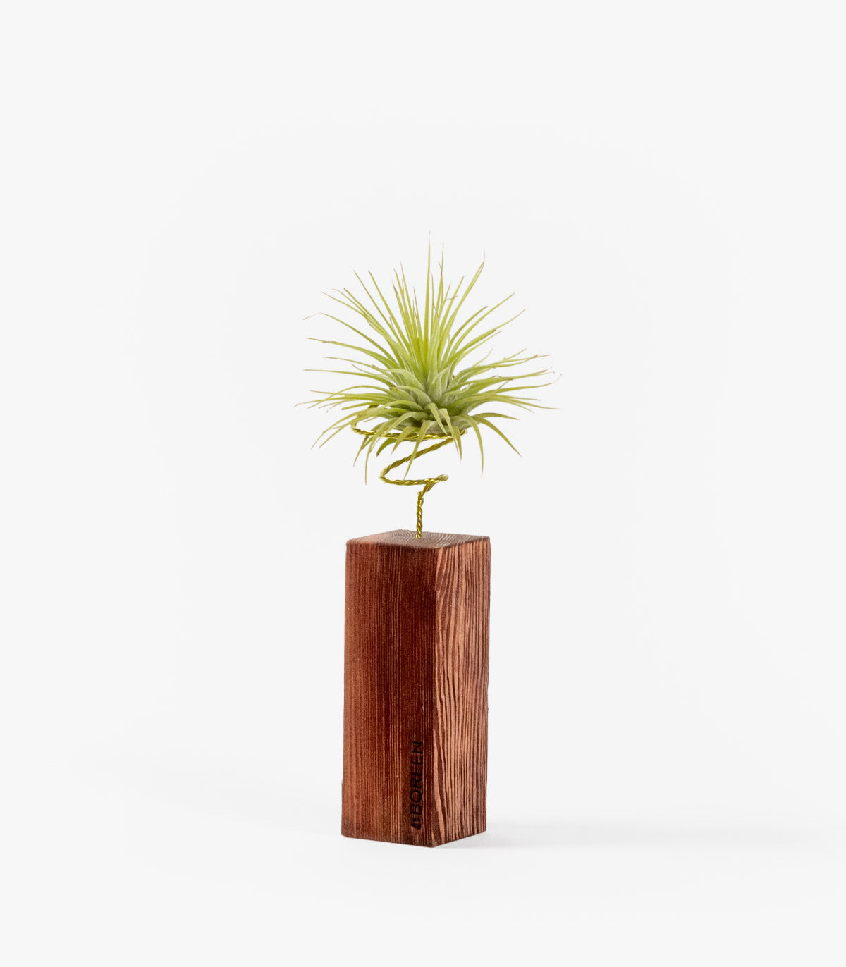 Planta De Aire Tillandsia Scaposa Con Listón De Madera 10cm_0