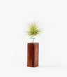 Planta De Aire Tillandsia Scaposa Con Listón De Madera 10cm