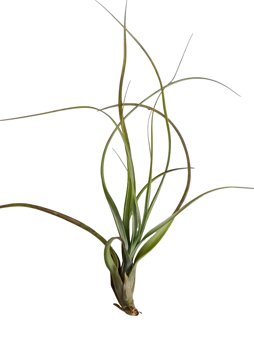 Tillandsia Balbisiana Planta Natural Clavel Del Aire 5-7 Cms_0