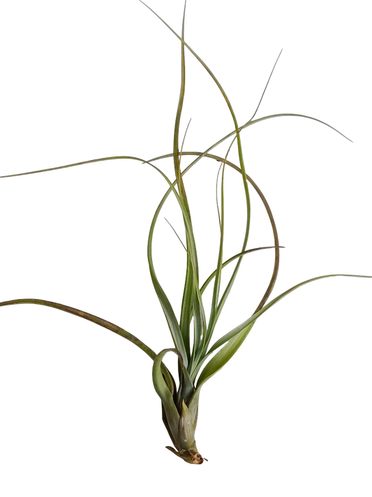 Tillandsia Balbisiana Planta Natural Clavel Del Aire 5-7 Cms_0