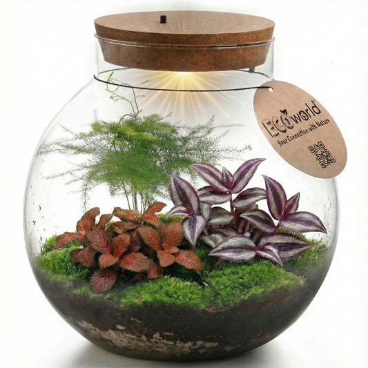 Terrario Grande - Ø30 Cm - Ecosistema - Cristal - Diy_0