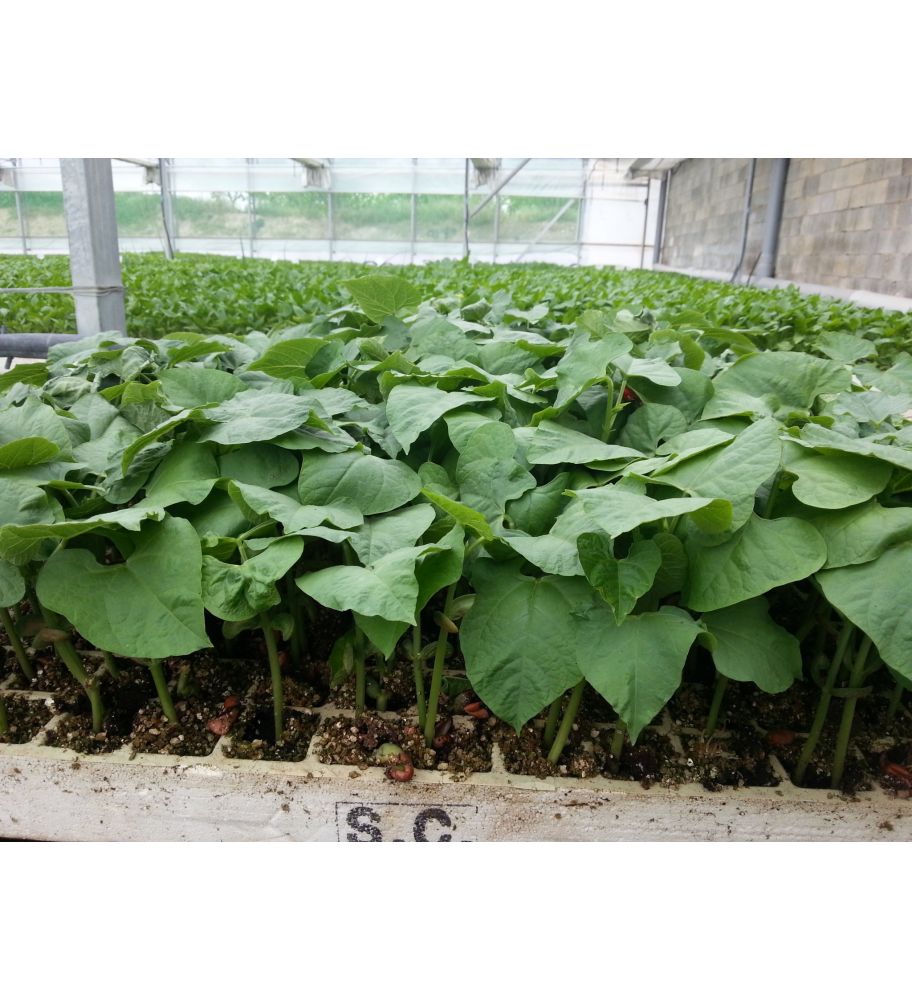 Plantón Judías Garrafal Oro-vélez (10 Unidades)_1