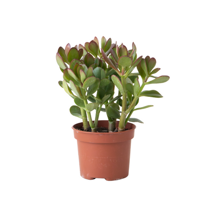 Árbol De La Suerte - Crassula Ovata - Altura 15-25cm - Ø12cm