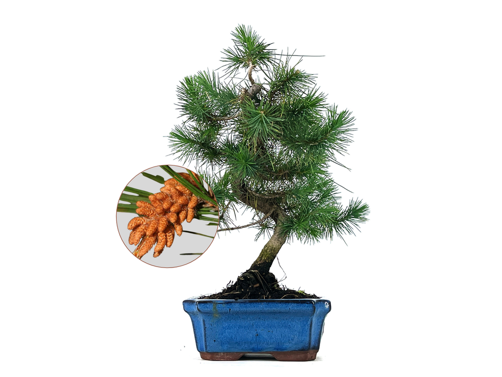 Bonsi Pinus Halepensis  Pino Carrasco 7 Aos en Planeta Huerto