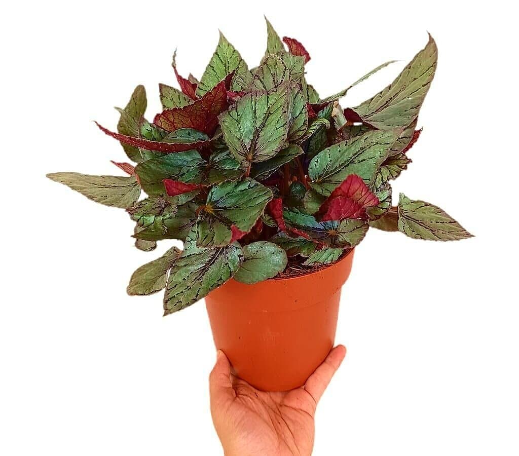 Begonia Beleaf M17_0