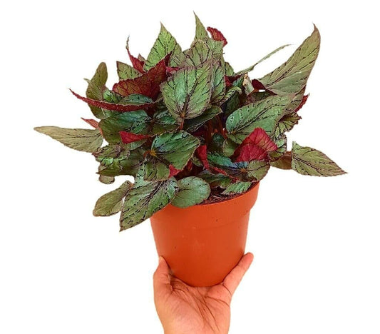 Begonia Beleaf M17_0