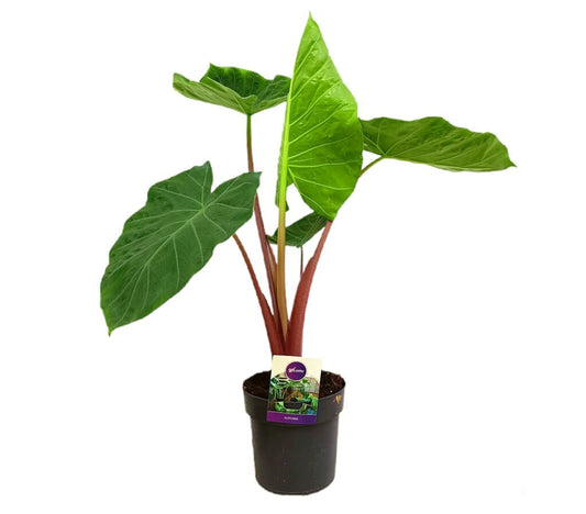 Alocasia Imperial Red M19 70cm_0