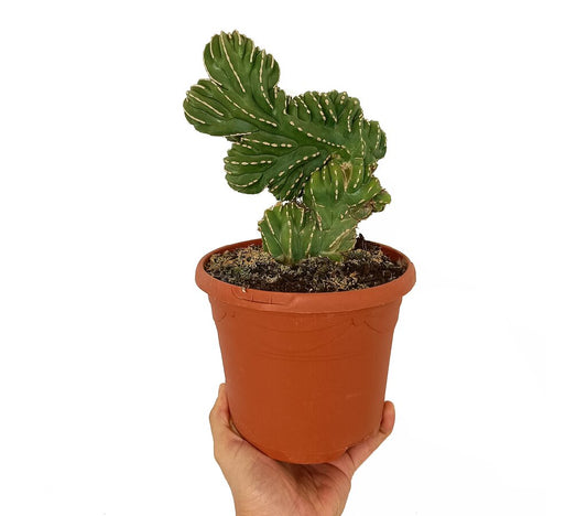 Marginatocereus Marginatus Cristata M17