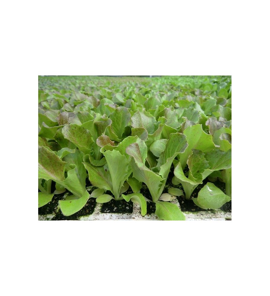 Plantón Lechuga Maravilla De Verano (10 Unidades)_1