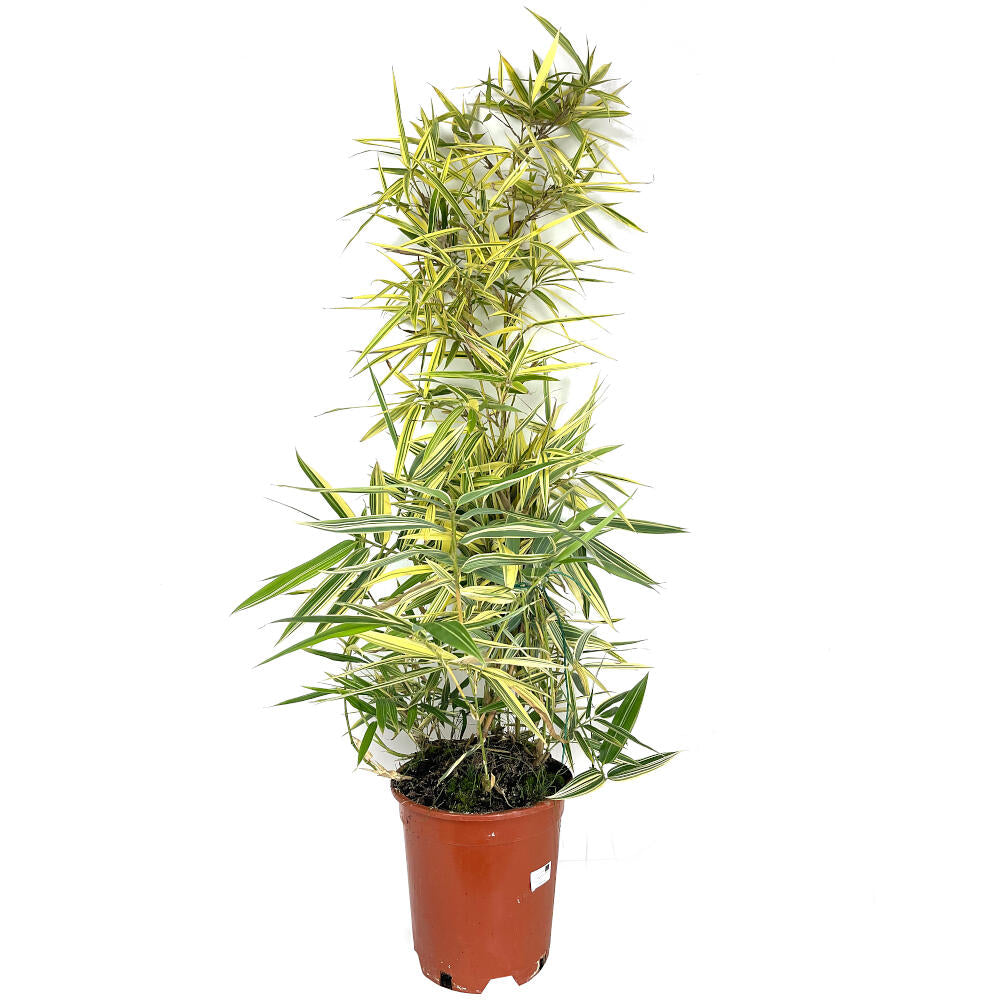 Bambu Variegata M25 100cm_0