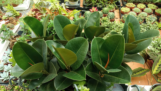 Ficus Elastica Robusta Planta De Interior Grande_0