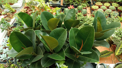 Ficus Elastica Robusta Planta De Interior Grande