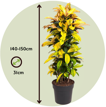 Croton - Codiaeum Variegatum 'mrs. Iceton' - Altura 140-150cm - ⌀31cm