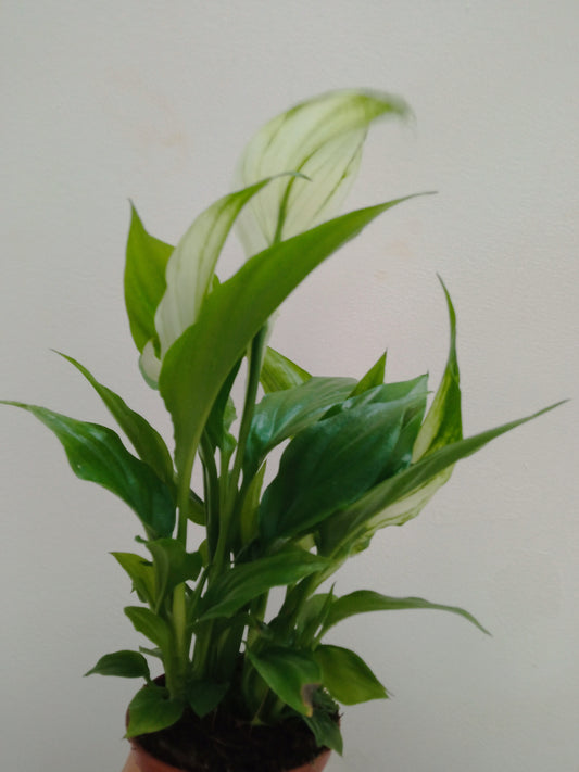 Spathiphyllum Chopin Pro Planta De Interior Ø6