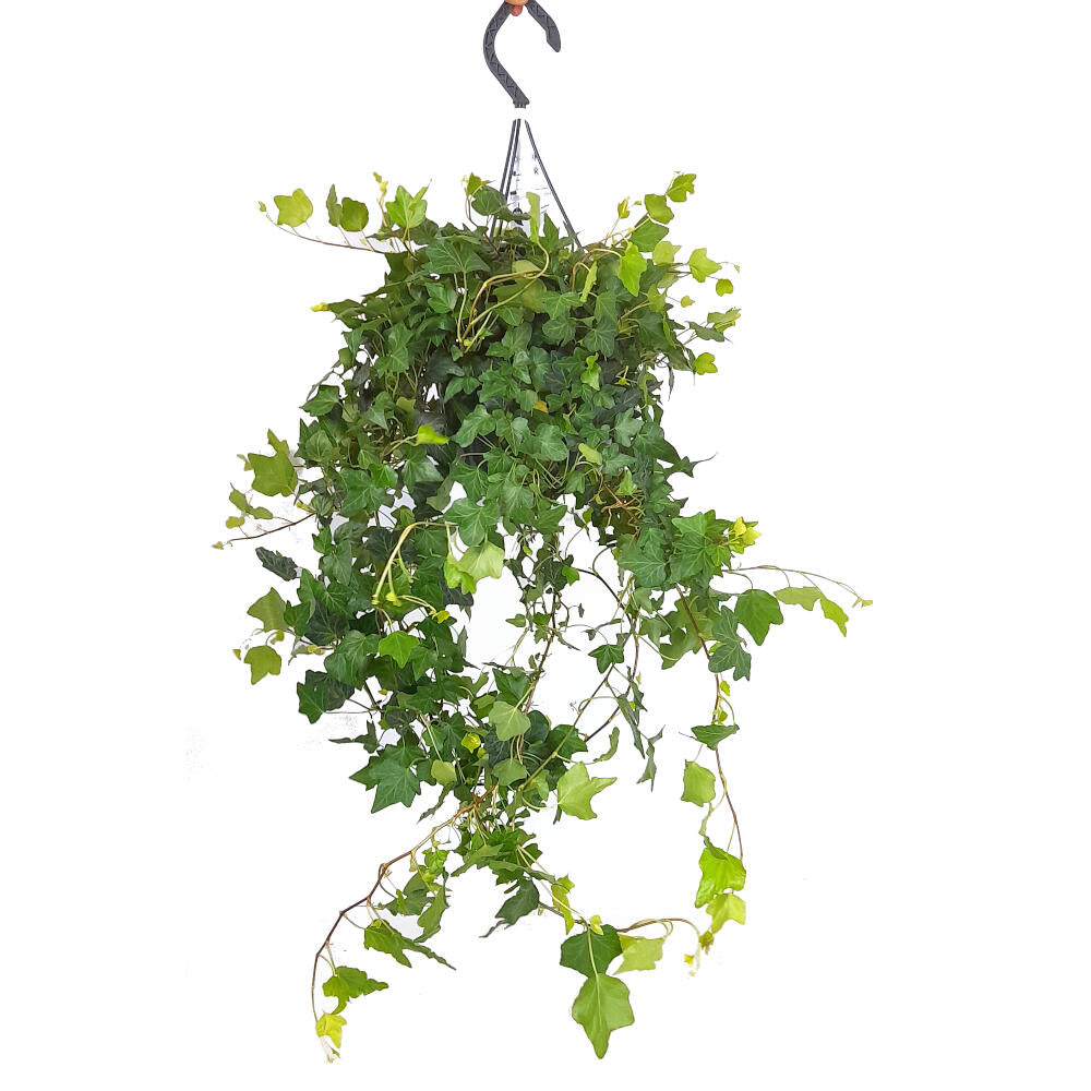 Hedera Helix Wonder M23 70cm_0