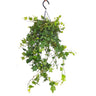 Hedera Helix Wonder M23 70cm