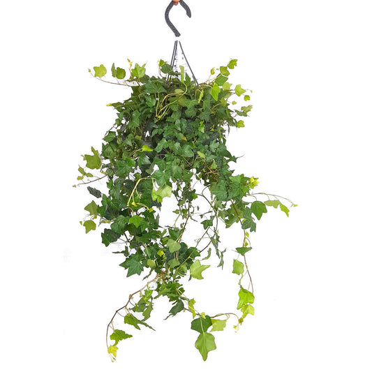 Hedera Helix Wonder M23 70cm_0