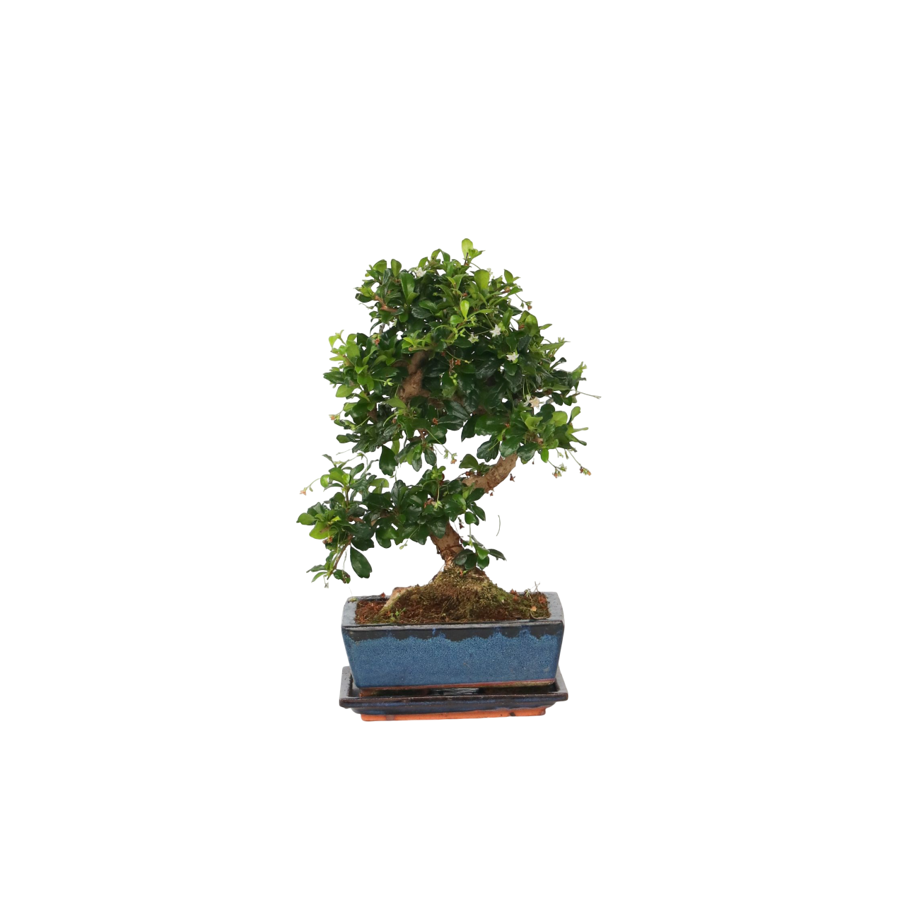 Bonsái - Carmona Microphylla - Altura 20-30cm - ⌀15cm