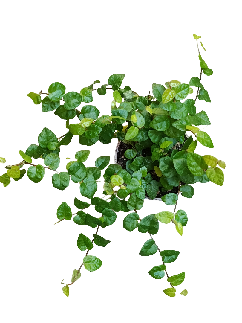 Ficus Pumilla Verde Planta De Interior Colgante Ø9_0