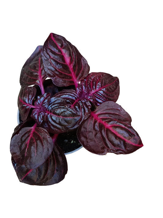 Mini Planta Iresine Bloodleaf Para Interior Y Terrarios Ø6_0