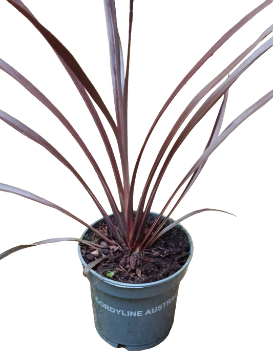 Cordyline Australis Red Star Planta 30 Cms_0