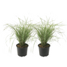 Plantas De Hierba De Caña - 2 Pzs - Calamagrostis 'overdam' - A20-30cm - ⌀23cm