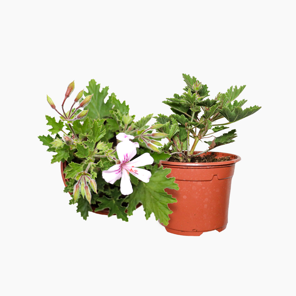 Maceta Citronela 10,5 Cm - Plantabo_0