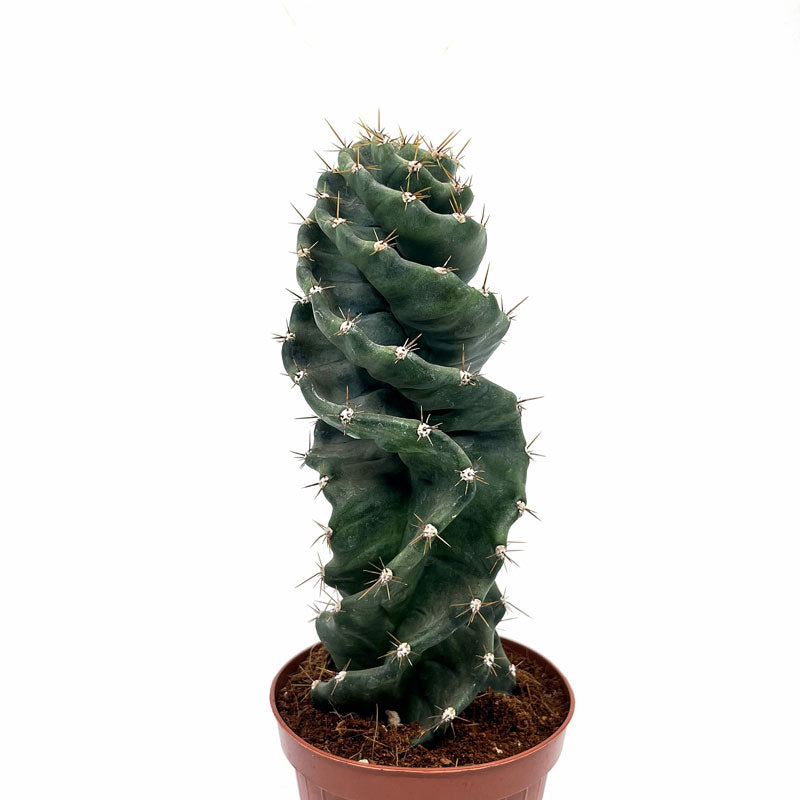 Cereus Forbesii Spiralis Cactus Y Suculentas M14 cm Ø_1