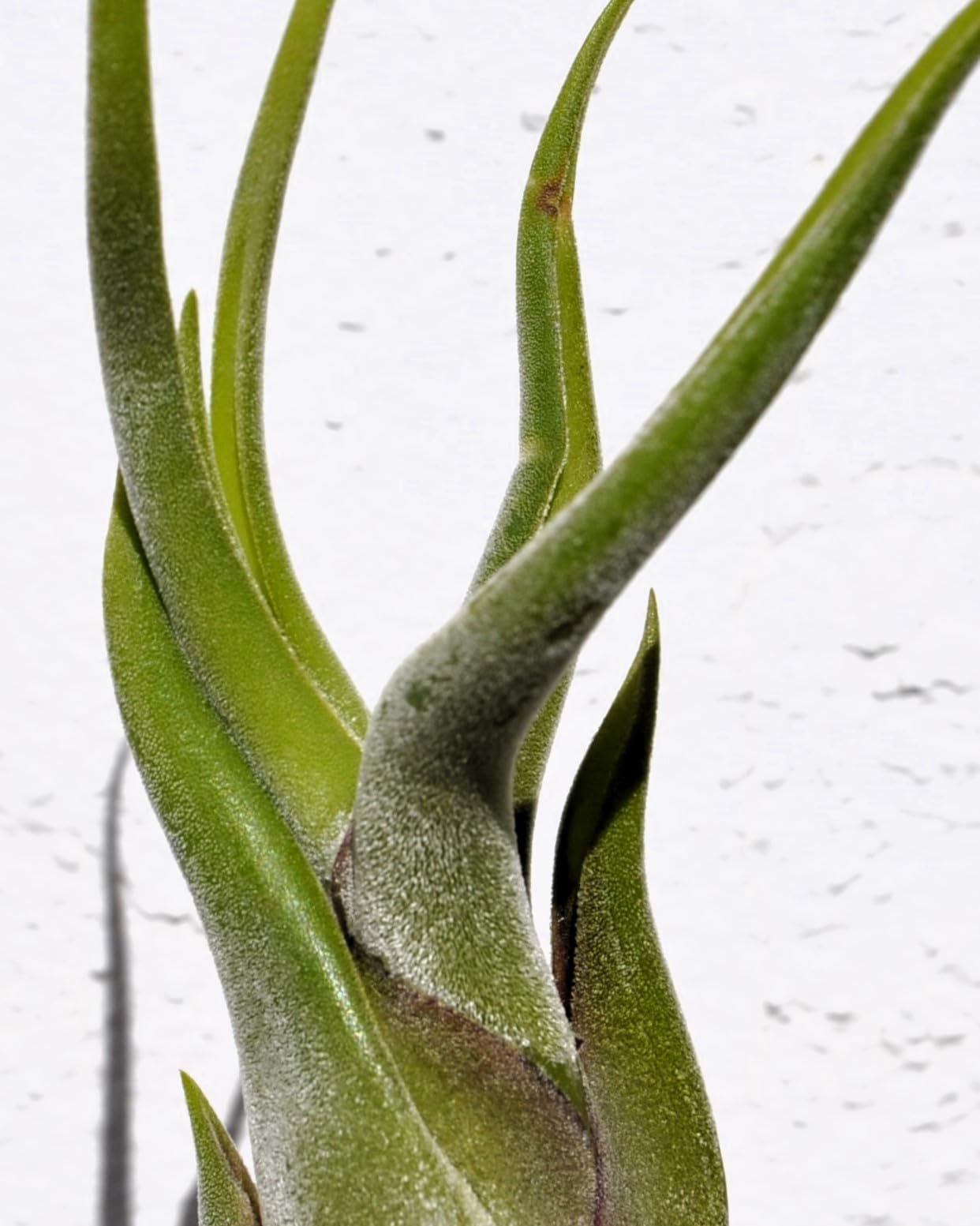 Tillandsia caput-medusae [S], planta pulpo, cabeza de Medusa; Curiosarium; altura 10-13 cm, diámetro 5-10 cm_0