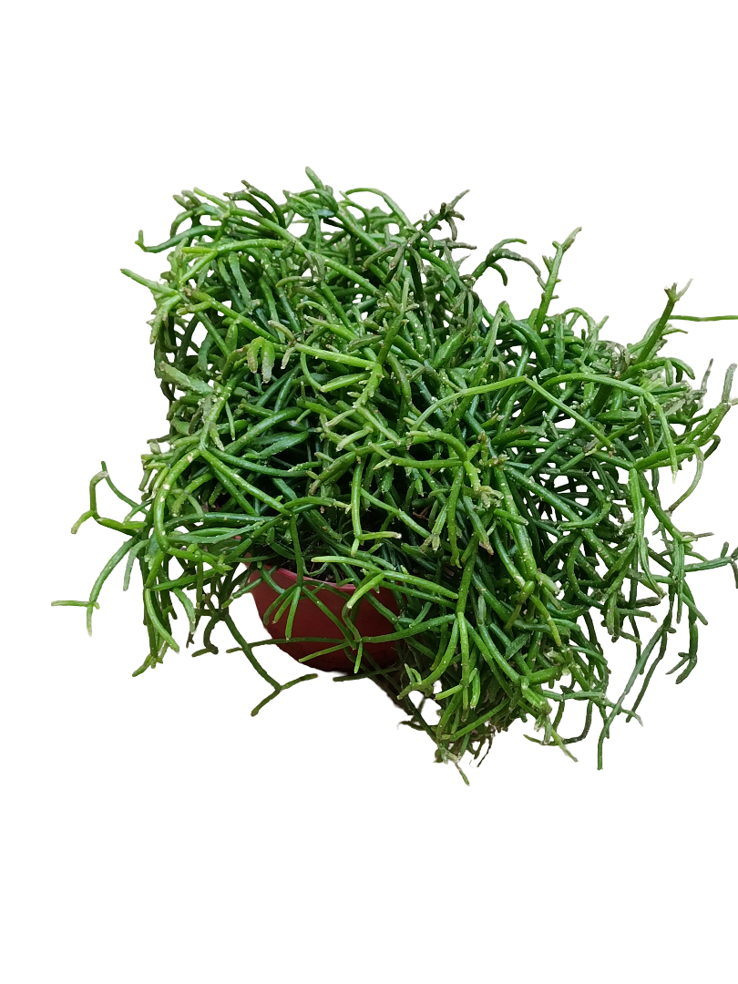 Rhipsalis Oasis Ø12 Planta Suculenta De Interior Colgante_0