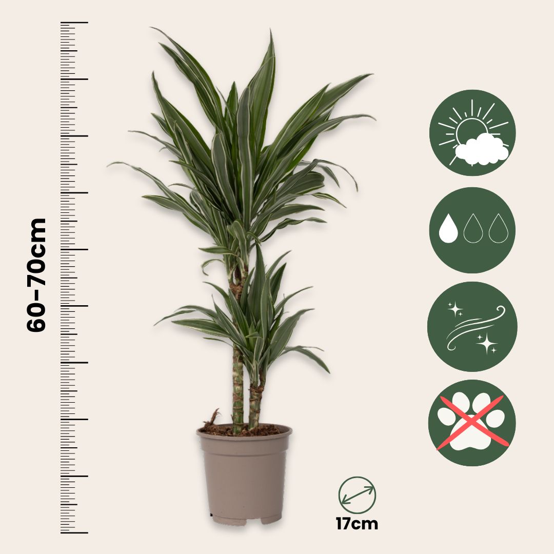 Drácena - Dracaena Deremensis 'warneckei' - Altura 60-70cm - ⌀17cm