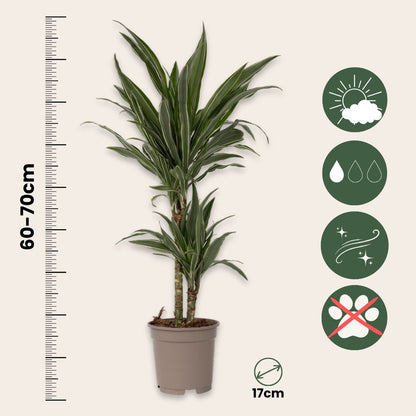 Drácena - Dracaena Deremensis 'warneckei' - Altura 60-70cm - ⌀17cm_2