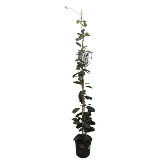 Stephanotis Floribunda M21 130-150cm