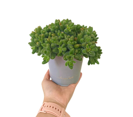 Delosperma Echinatum M12_0