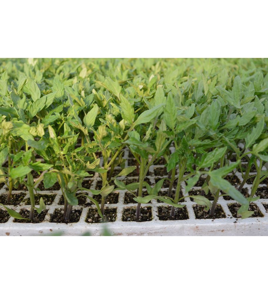 Plantón Tomate Liguria (10 Unidades)_1